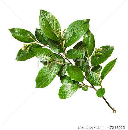 Spring twig with green leaves  47235925