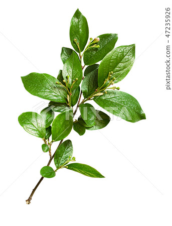 Twig with green leaves and small flower buds 47235926