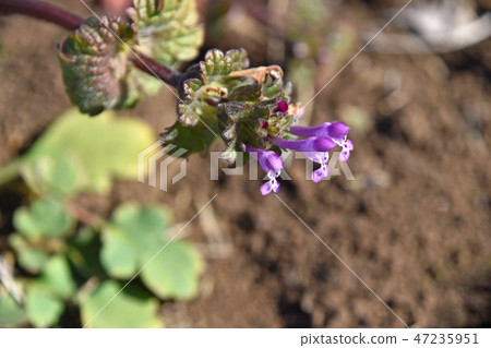 Hotokenosa (Buddha's seat) Hotokenosa (Buddha's seat) 47235951