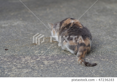 Mikuri cat's back Mikuri cat's back 47236283