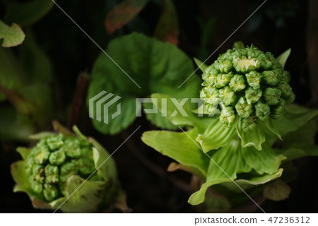 Fukinoto Fukinoto 47236312