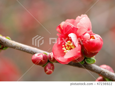 Blurred flowers 47236922