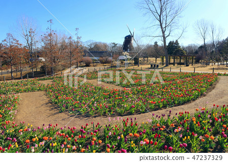 千葉縣船橋市船橋安徒生公園 1月 的冰鬱金香花和風車 照片素材 圖片 圖庫