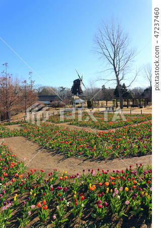 Ice tulip flowers and windmill of Funabashi Andersen Park (January) Funabashi City, Chiba Prefecture Ice tulip flowers and windmill of Funabashi Andersen Park (January) Funabashi City, Chiba Prefecture 47237460