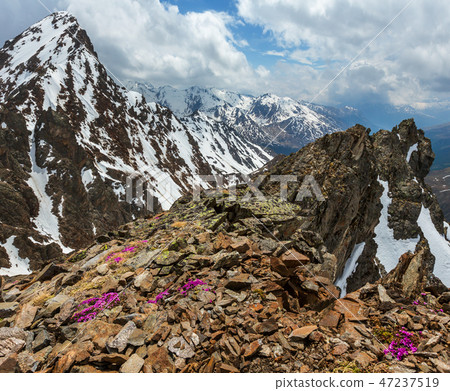 Alp flowers  over mountain precipice and clouds 47237519