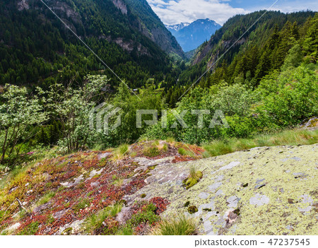 Summer Alps mountain, Switzerland 47237545
