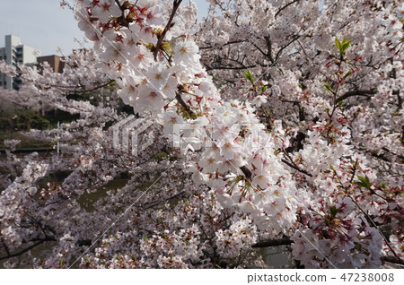 櫻花(Ichigaya)在外灘盛開 櫻花(Ichigaya)在外灘盛開 47238008