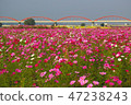 Konosu Cosmos 47238243