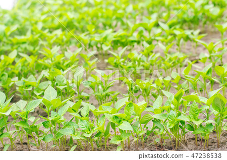 green pepper seedlings in the greenhouse green pepper seedlings in the greenhouse 47238538