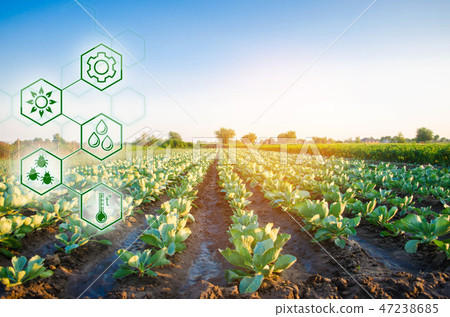 Cabbage in the field. High technologies Cabbage in the field. High technologies 47238685