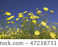 Cosmos 47238731