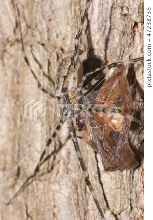 Spider in wild Spider in wild 47238736