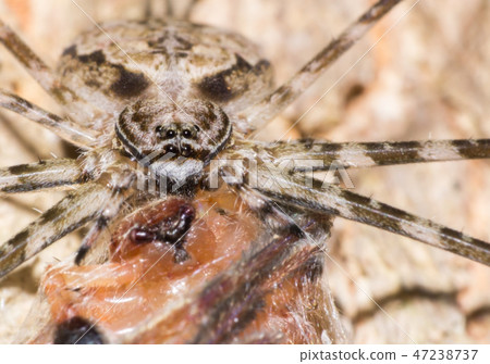 Spider in wild 47238737