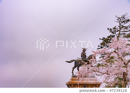Cherry blossoms in full bloom Date Masamune equestrian statue Aoba Castle Cape Sendai City 47239128