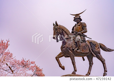 Cherry blossoms in full bloom Date Masamune equestrian statue Aoba Castle Cape Sendai City Cherry blossoms in full bloom Date Masamune equestrian statue Aoba Castle Cape Sendai City 47239142