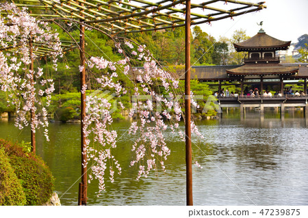 春天平安神宮Toshingu 47239875