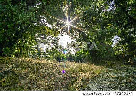 Light in the woods Light in the woods 47240174