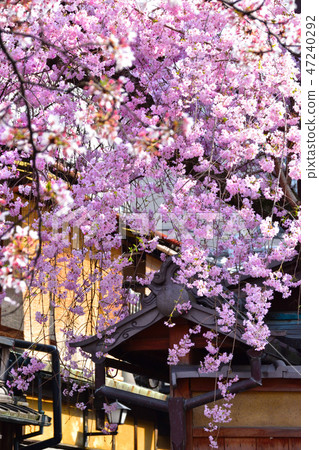 Spring Kyoto image 47240292