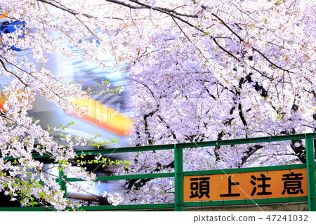 Nambu line and cherry blossoms 47241032