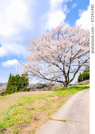一棵櫻桃樹在鄉村 47241490