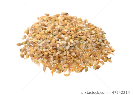 Trigonella caerulea or blue fenugreek. Trigonella caerulea or blue fenugreek. 47242214