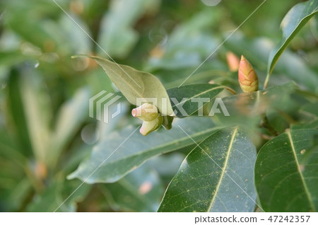 Tabubunctum gall Tabubunctum gall 47242357