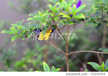 The Asian Yellow and Black Butterfly The Asian Yellow and Black Butterfly 47242434