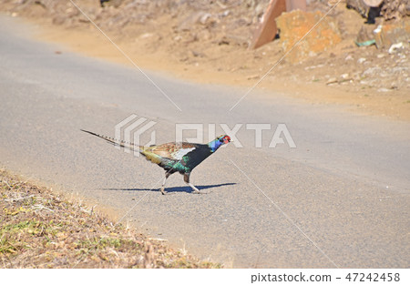 Male pheasant Male pheasant 47242458