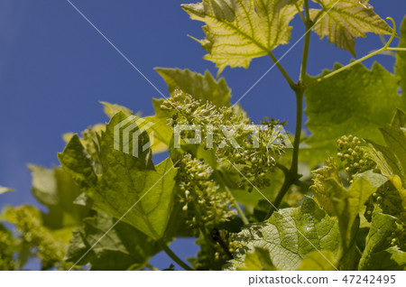 Growing bio grapes in the northern fields Growing bio grapes in the northern fields 47242495