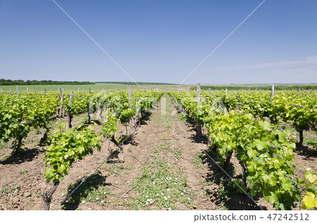 Landscape of rows in the vineyard, Bulgaria Landscape of rows in the vineyard, Bulgaria 47242512