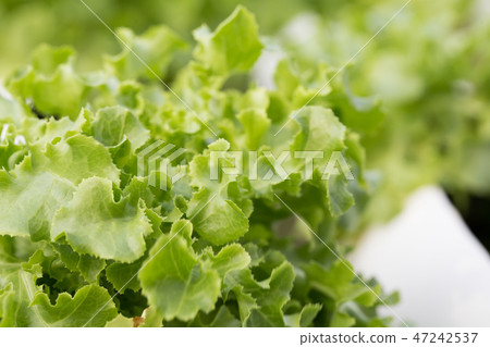 organic hydroponic vegetables growing organic hydroponic vegetables growing 47242537