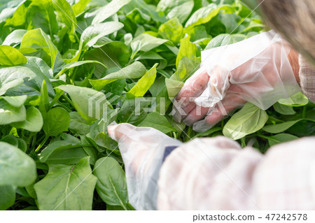 Spinach harvest (December) kitchen garden Spinach harvest (December) kitchen garden 47242578