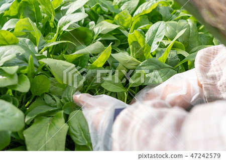 Spinach harvest (December) kitchen garden 47242579