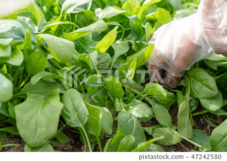 Spinach harvest (December) kitchen garden Spinach harvest (December) kitchen garden 47242580