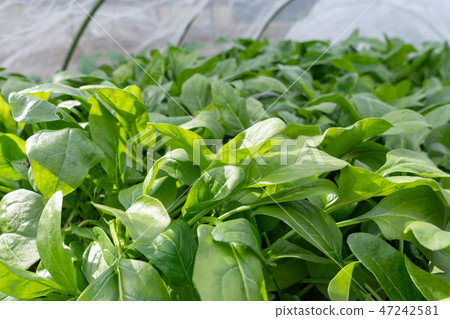 菠菜(12月)菜園 菠菜(12月)菜園 47242581