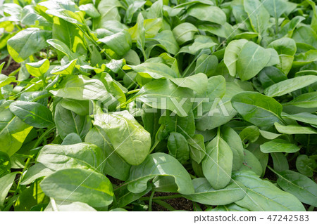 Spinach (Dec) kitchen garden Spinach (Dec) kitchen garden 47242583