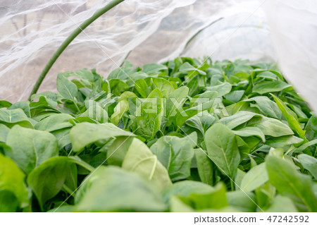 Spinach (Dec) kitchen garden Spinach (Dec) kitchen garden 47242592