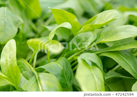 Spinach (Dec) kitchen garden Spinach (Dec) kitchen garden 47242594