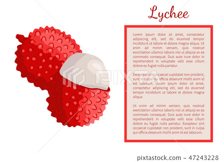 Lychee Exotic Juicy Fruit Vector Litchi Liechee Lychee Exotic Juicy Fruit Vector Litchi Liechee 47243228
