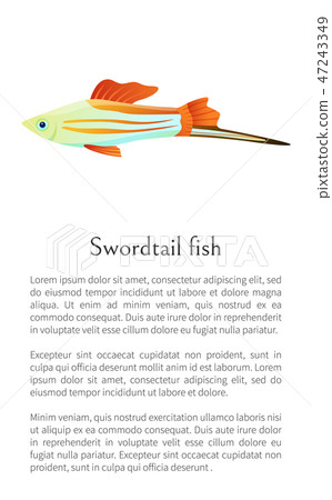 Colorful Swordtail Fish Isolated on White Graphic Colorful Swordtail Fish Isolated on White Graphic 47243349