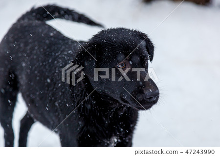 Stray dogs in the winter outside Stray dogs in the winter outside 47243990