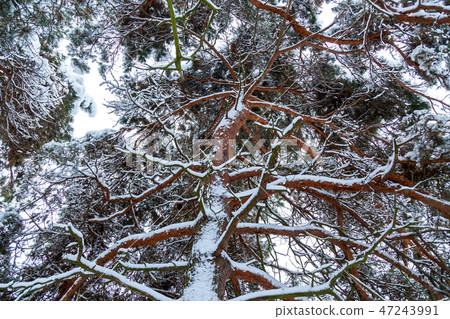 Snowy pines in the winter forest Snowy pines in the winter forest 47243991