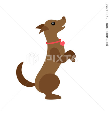 Dog Wearing Bow on Neck, Pet Canine Jumping Up Dog Wearing Bow on Neck, Pet Canine Jumping Up 47244268