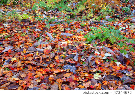 Fallen leaves Fallen leaves 47244673