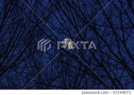Bright moon behind some bare tree branches. Bright moon behind some bare tree branches. 47244675
