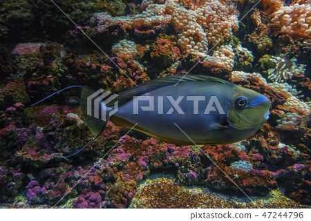 Blue bignose unicorn fish near live coral reef Blue bignose unicorn fish near live coral reef 47244796