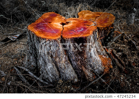 Stump, Tree cuted at countryside in Thailand Stump, Tree cuted at countryside in Thailand 47245234