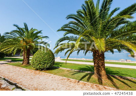 Summer park with palm trees (Montenegro) Summer park with palm trees (Montenegro) 47245438