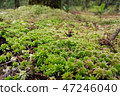 Forest floor covered with a layer of green moss 47246040