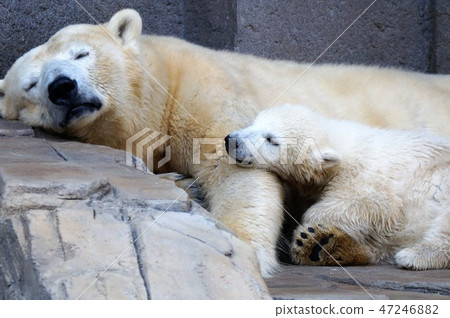 White naked parents' nap White naked parents' nap 47246882